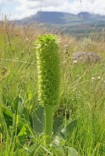 Photograph of Eucomis autumnalis and Hogsback peaks