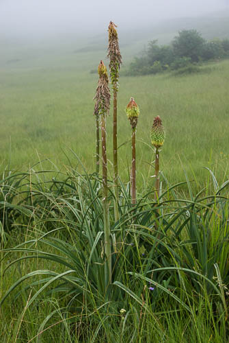 Kniphofia albomontana in the mist, Asphodelaceae