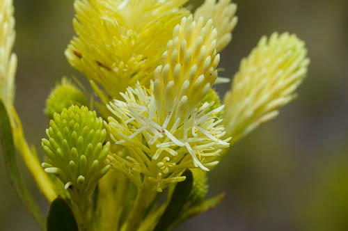 Male flower of Aulax umbellata (broad-leaved featherbush, Proteaceae)