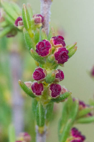 Close-up of Erica axillaris (Ericaceae) flowers