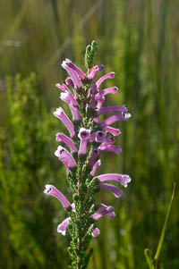 Erica macowanii subsp. lanceolata flowers