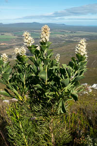 Paranomus sceptrum-gustavianus