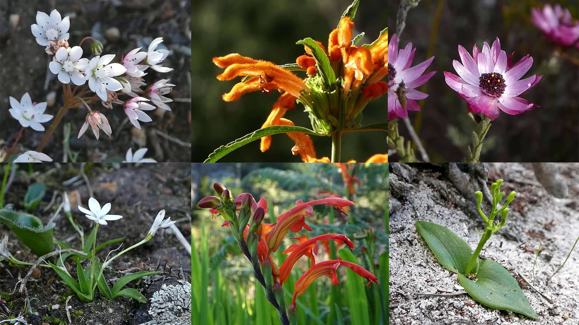 Fynbos Walks Videos