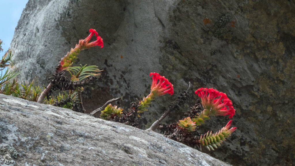 Crassula coccinea (Crassulaceae)