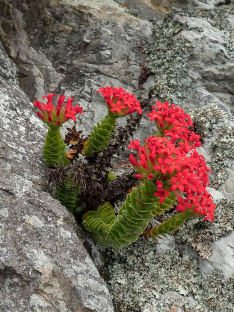 Crassula coccinea (Crassulaceae)