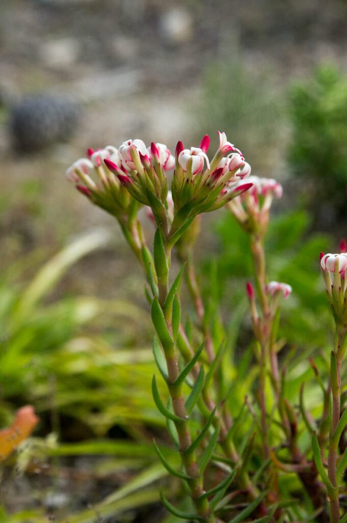 Crassula fascicularis (Crassulaceae)